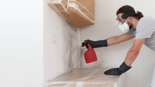 Attic Mold Remediation treatment on roof deck in Windsor